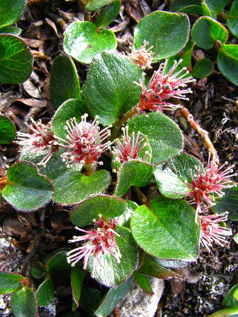 salix_polaris_kapp_scott_14july 149.jpg - En marge de ce protocole, un inventaire et un herbier numérique des fleurs ont été réalisés.